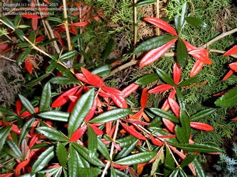 chinese burberry plant|how deep are barberry roots.